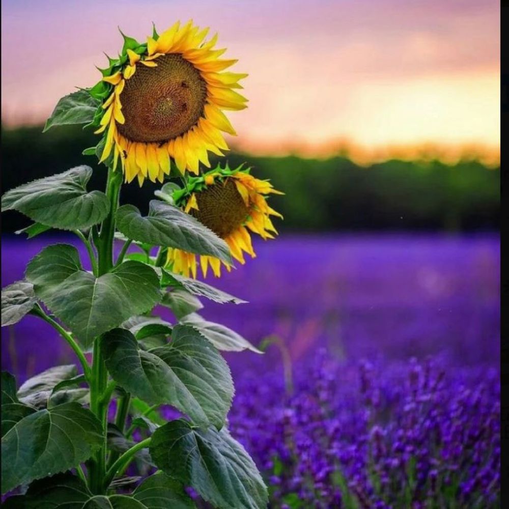 Meet your Posher, Na